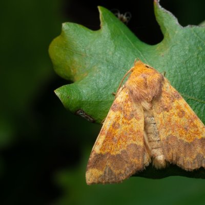 Tiliacea aurago (zlatokřídlec bukový), PP Kavky