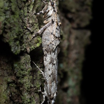 Diurnea fagella (šedivěnka jarní), Žebětín