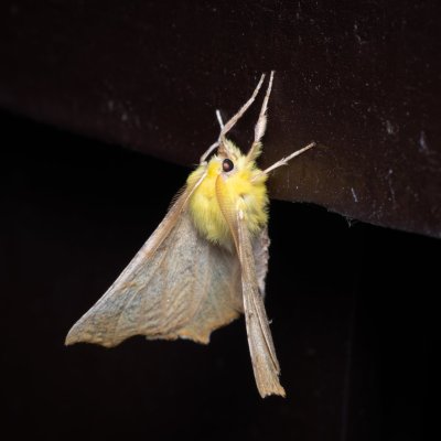 Ennomos alniaria (zejkovec olšový), Melč, Mokřinky