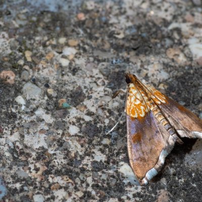 Agrotera nemoralis (zavíječ hajní), Kývalka