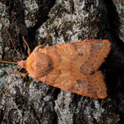 Agrochola helvola (polnice hnědá), Žebětín