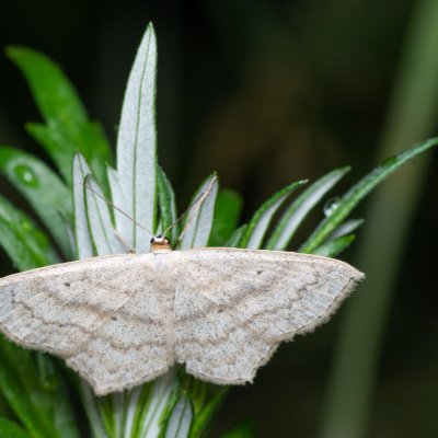 Scopula nigropunctata (vlnopásník jitrocelový), Podkomorské lesy