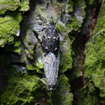 Diurnea fagella (šedivěnka jarní), Ždánický les