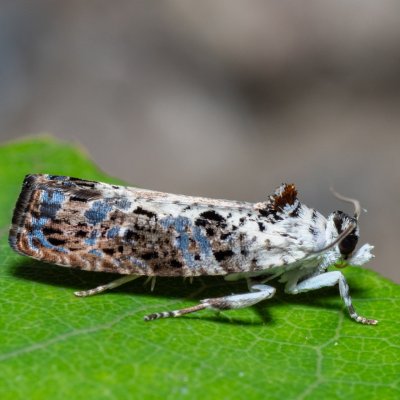 Hedya salicella (obaleč vrbový), Hády