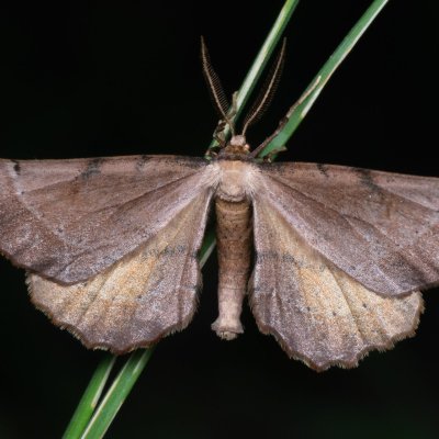 Artiora evonymaria (zejkovec brslenový), PR Kamenný vrch