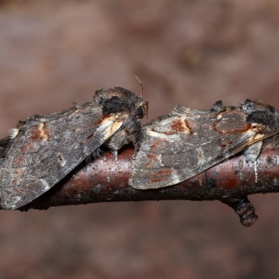 Notodonta dromedarius (hřbetozubec březový), Devět křížů