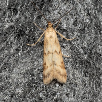 Homoeosoma sinuella (-), NPP Červený kopec