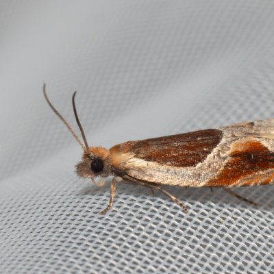 Ancylis unculana (-), NPP Malhotky