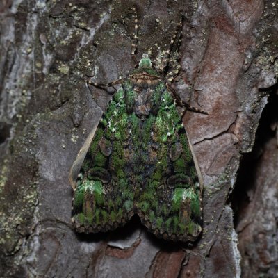 Anaplectoides prasina (osenice travní), NPR Radostínské rašeliniště