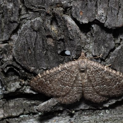 Cataclysme riguata (vlnočárník mařinkový), PP Skalky u Sedlece