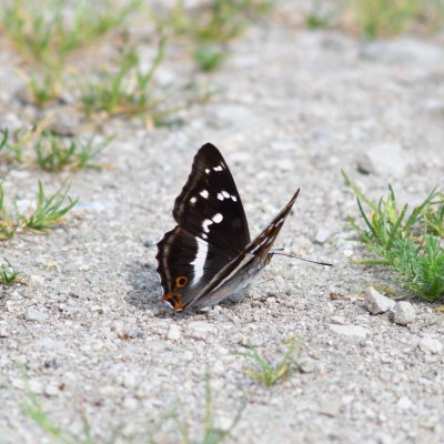Apatura iris (batolec duhový), SK, Štôla