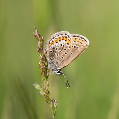 Plebejus argus (modrásek černolemý), PP Nad řekami