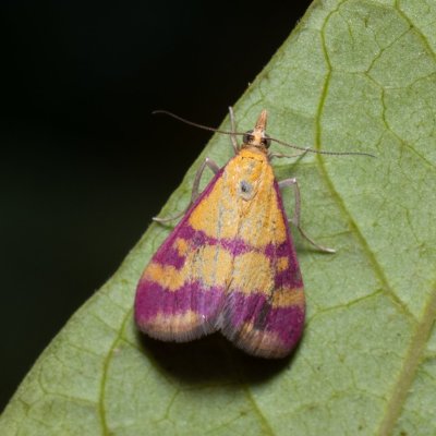 Pyrausta sanguinalis (zavíječ krvavý), PP Na cvičišti