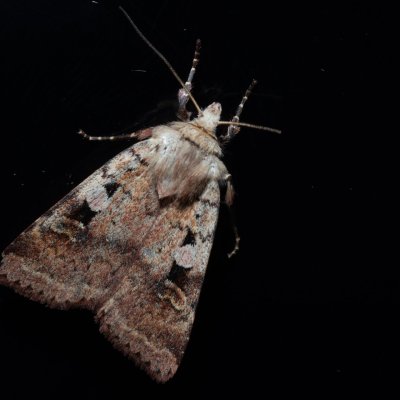 Diarsia mendica (osenice lesní), NPR Radostínské rašeliniště