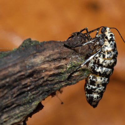 Erannis defoliaria (tmavoskvrnáč zhoubný), Žebětín