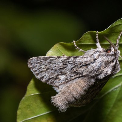 Asteroscopus sphinx (dřevobarvec pozdní), Žebětín