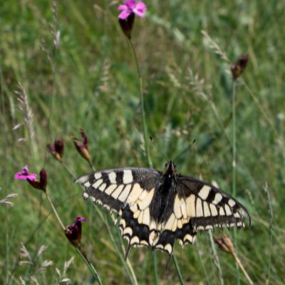 Papilio machaon (otakárek fenyklový), NPR Mohelenská hadcová step