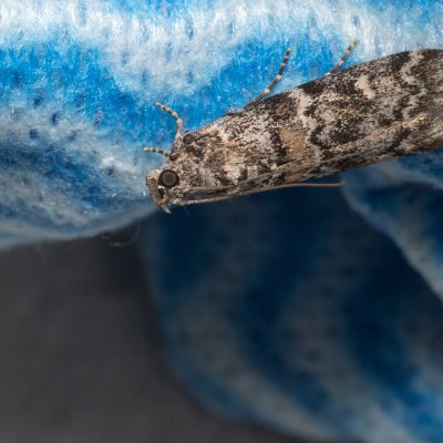 Dioryctria abietella (zavíječ smrkový), Hády - lesní lom