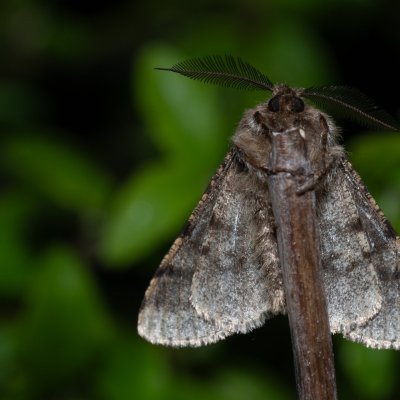 Lycia hirtaria (drsnokřídlec třešňový), PP Na cvičišti