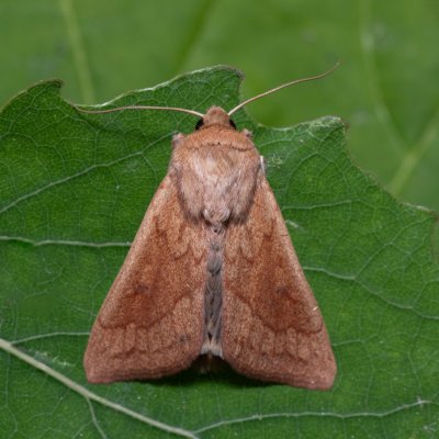 Mythimna vitellina (plavokřídlec žloutkový), Hády