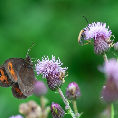 Erebia aethiops (okáč kluběnkový), SK, NPR Furkotská dolina, Tatry