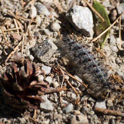 Lymantria dispar (bekyně velkohlavá), NP Podyjí