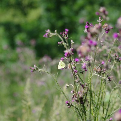 Gonepteryx rhamni (žluťásek řešetlákový), Vlkovská pískovna, Veselí nad Lužnicí