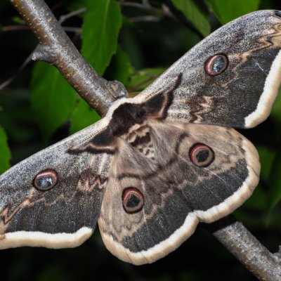 Saturnia pyri (martináč hrušňový), Hády