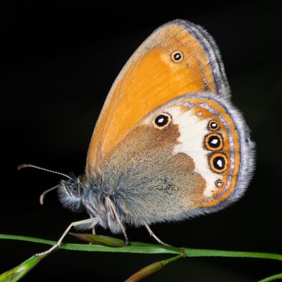 Coenonympha arcania (okáč strdivkový), PR Kamenný vrch