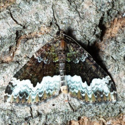 Euphyia biangulata (píďalka zelenokrajná), Augšperský potok