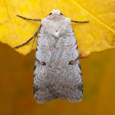 Chersotis margaritacea (osenice svízelová), lom Perná