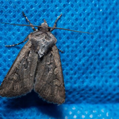 Euxoa aquilina (osenice obilná), PR Svatý kopeček