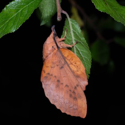 Gastropacha populifolia (bourovec osikový), Hrabětice