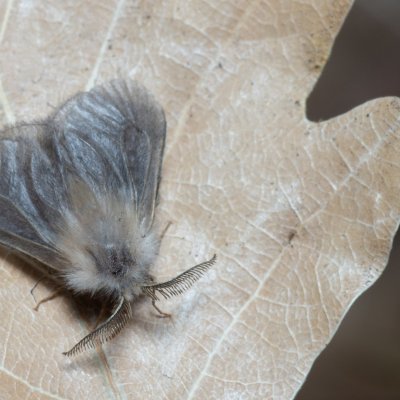 Megalophanes sp., PR Kamenný vrch