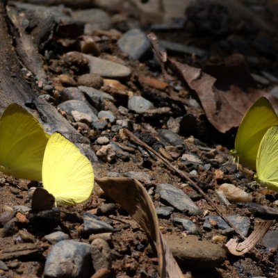 Gandaca harina (-), TH, Sri Phang Nga