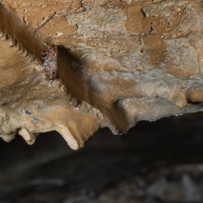 Scoliopteryx libatrix (sklepnice obecná), jeskyně Jáchymka