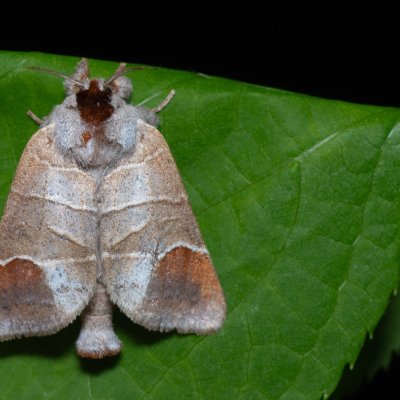 Clostera curtula (vztyčnořitka rudoskvrnná), Popůvky