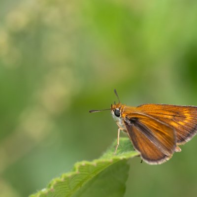 Thymelicus acteon (soumračník žlutoskvrnný), GR, Ano Garounas, Korfu