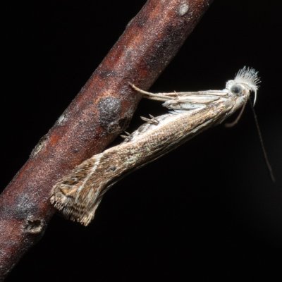 Isophrictis sp., Kývalka