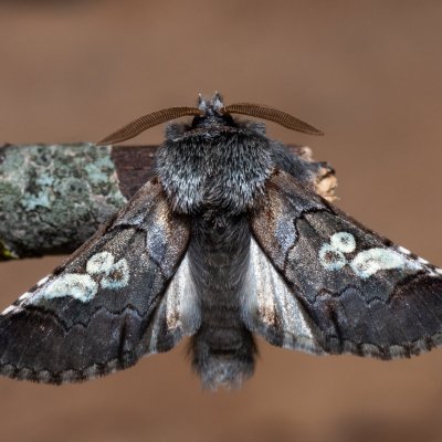 Diloba caeruleocephala (modrohlávek ovocný), PR Kamenný vrch