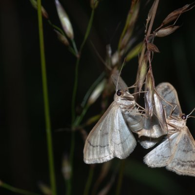 Idaea deversaria (žlutokřídlec lesní), Zbýšovská halda
