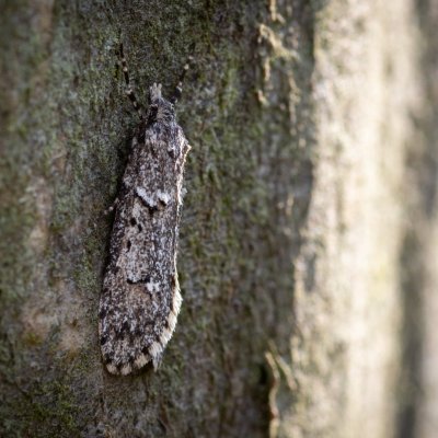 Diurnea fagella (šedivěnka jarní), PP Pekárna