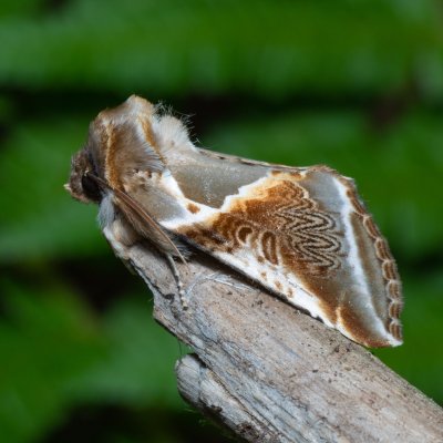 Habrosyne pyritoides (můřice bělopásná), NS Bučín