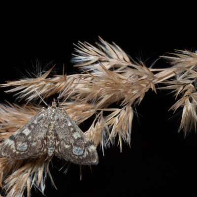 Anania coronata (zavíječ bezový), pískovna u Mušlova