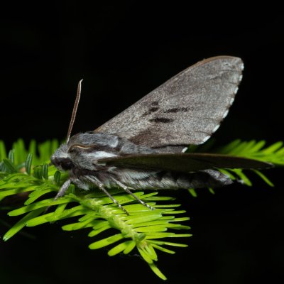 Sphinx pinastri (lišaj borový), Devět křížů