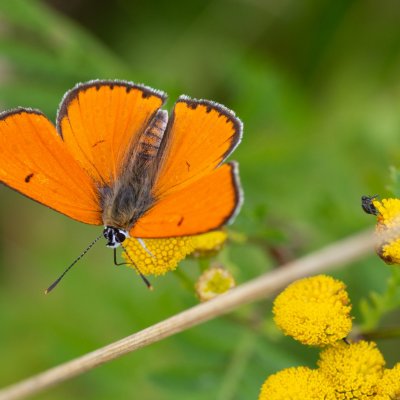 Lycaena dispar (ohniváček černočárný), Háječný kopec, Dukovany
