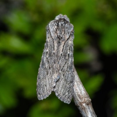 Dicranura ulmi (hřbetozubec jilmový), PP Na cvičišti