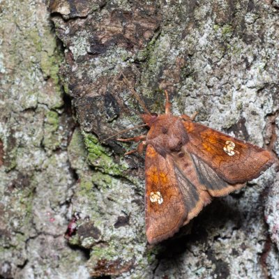 Amphipoea oculea (travařka polní), Žebětín