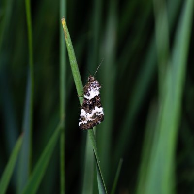 Deltote deceptoria (světlopáska ostřicová), PP Střelický les