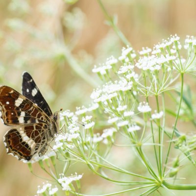 Araschnia levana (babočka síťkovaná), Lukovany